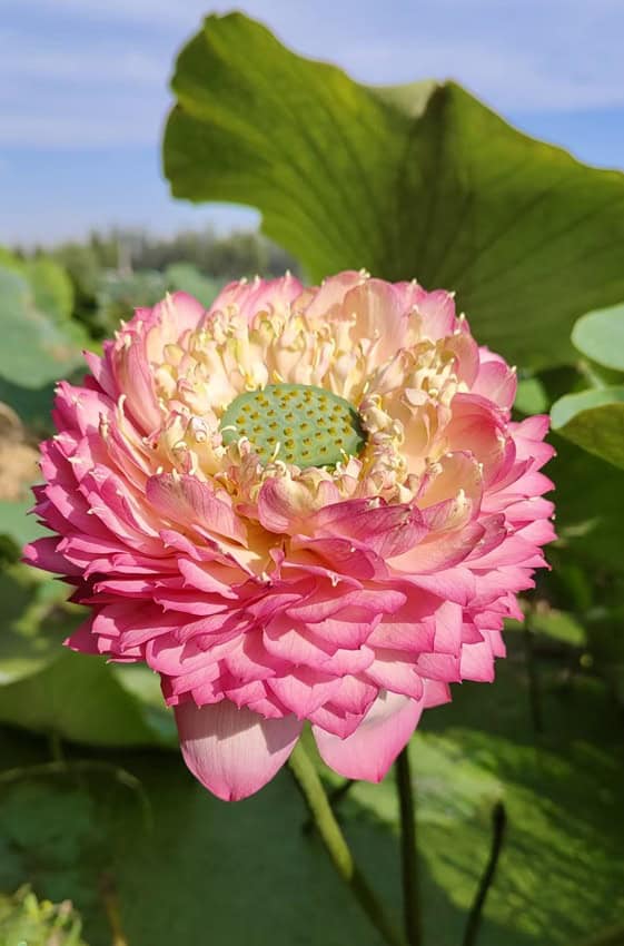 Pink 1000 Petal Lotus ( Shipping in spring 2027) – Bergen Water