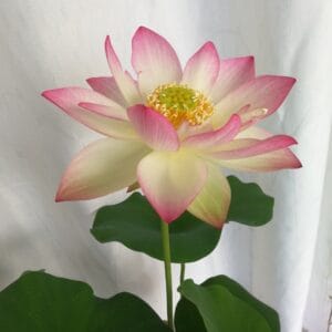 be5dff7249ca508be26432778bef4572-300x300 00-Jing Yan 6 Lotus - WINNER!!!!! Excellent Blooming , Shipping in spring (ON SALE NOW)