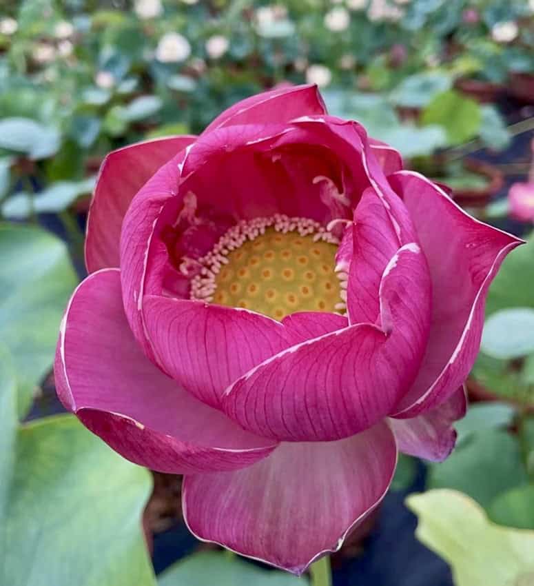 Zi Shou Jin Zhang Lotus New for 2026 – Bergen Water Gardens, Lotus