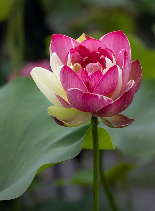 Zi Shou Jin Zhang Lotus New for 2026 – Bergen Water Gardens, Lotus