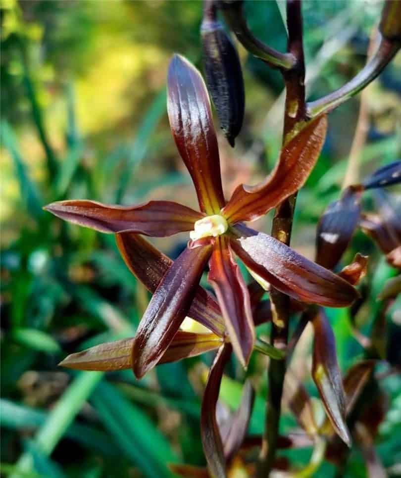 Chinese Cymbidium tortisepalum Hong Man Tian – Bergen Water