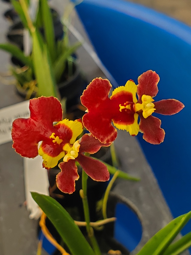 Tolumnia Jairak Flyer Red Velvet – Bergen Water Gardens, Lotus